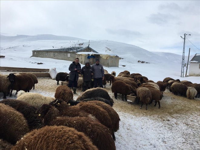  Eksi 17 derece koyun-keçi tespiti yapıyorlar