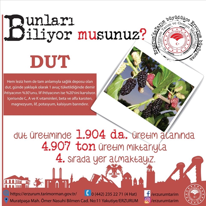  Şifa Kaynağı Dut Üretiminde Erzurum Türkiye 4´üncüsü!