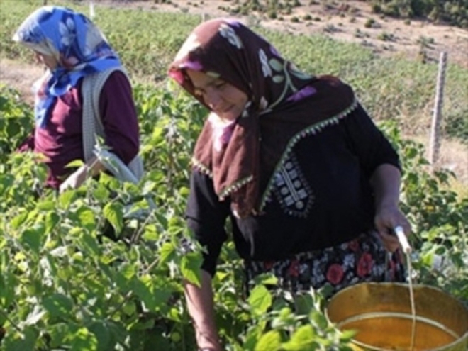  Erzurum´da eğitimli kadın çiftçiler dönemi