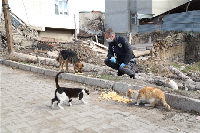 Sokak hayvanlarına yiyecek dağıtıldı