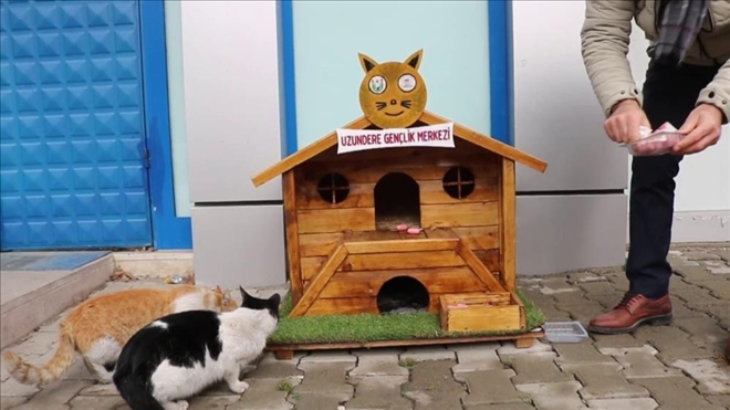 Gönüllüler sokak hayvanlarına ahşaptan ev yaptılar