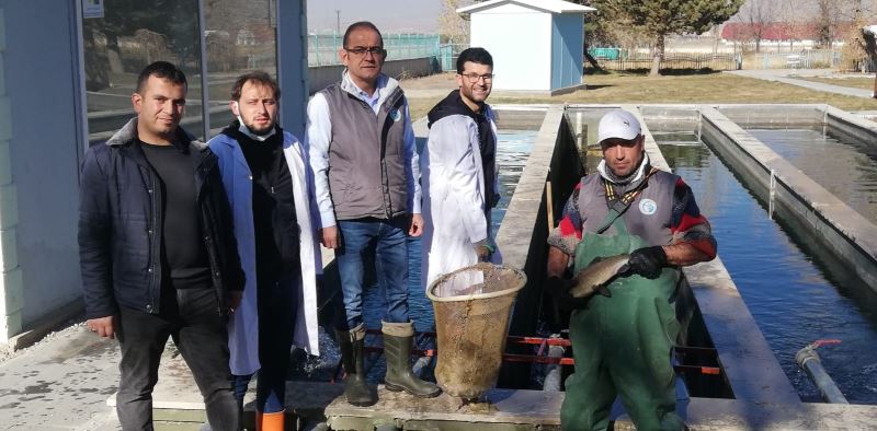 Atatürk Üniversitesi balık üretim çiftliğinde balık sağımı dönemi
