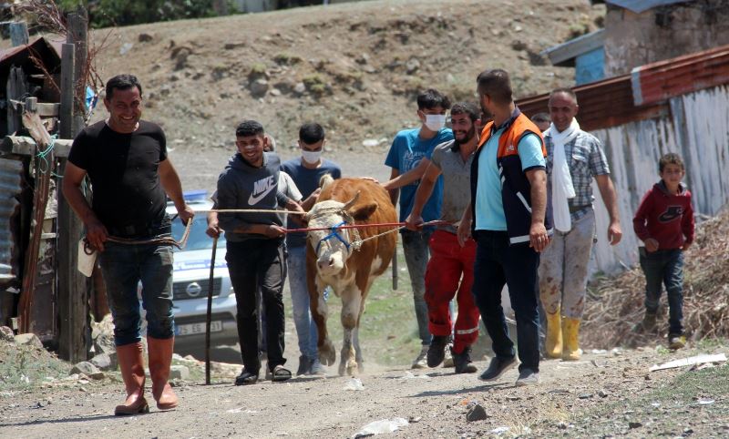 Erzurum’da kaçan kurbanlıklar ortalığı birbirine kattı
