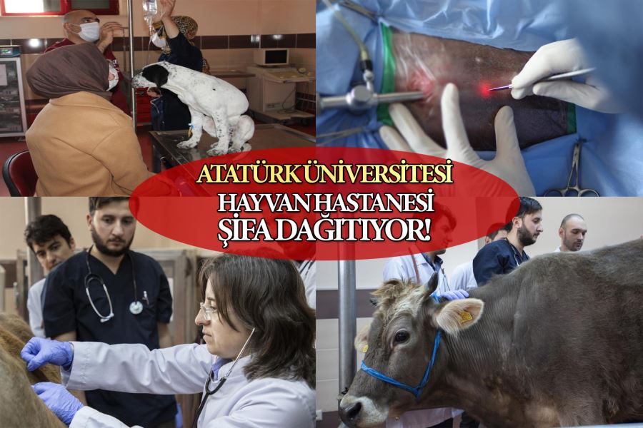 Atatürk Üniversitesi hayvan hastanesi şifa dağıtıyor