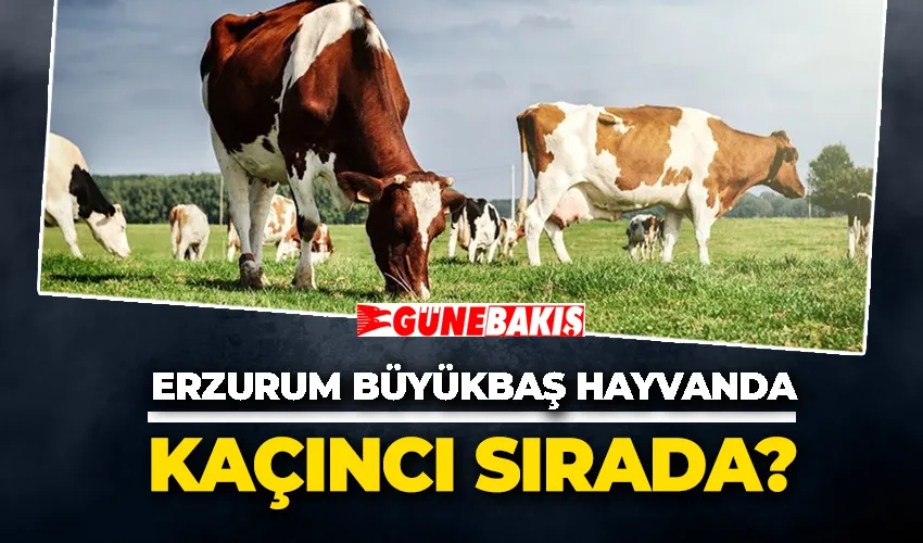 Erzurum Türkiye’de büyükbaş hayvan sayısında 2. sırada