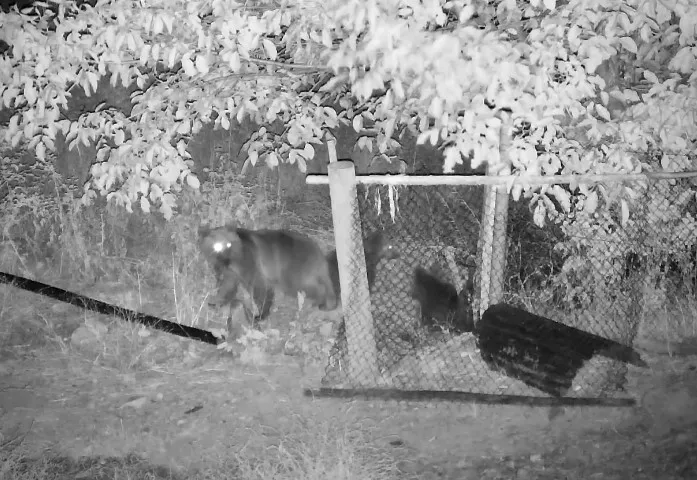 Ceviz yemeye gelen ayılar güvenlik kamerasında