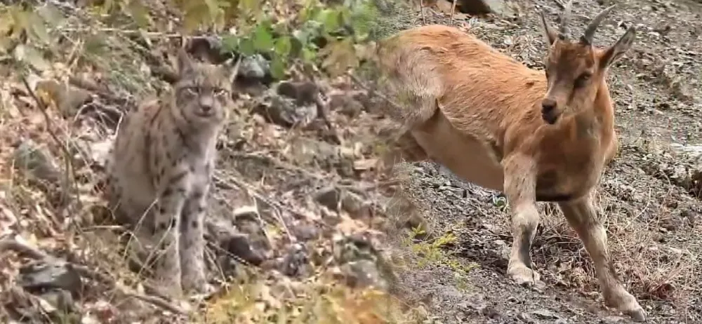 Vaşak dağ keçisi avlarken görüntülendi