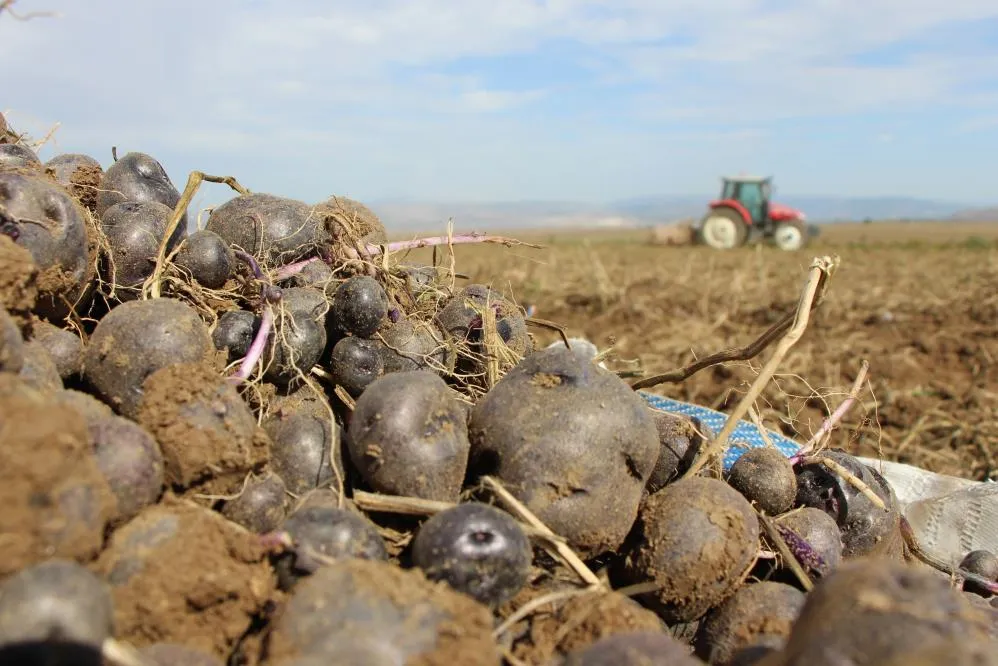 Mor patatesin üretimi Anadolu’ya yayılıyor