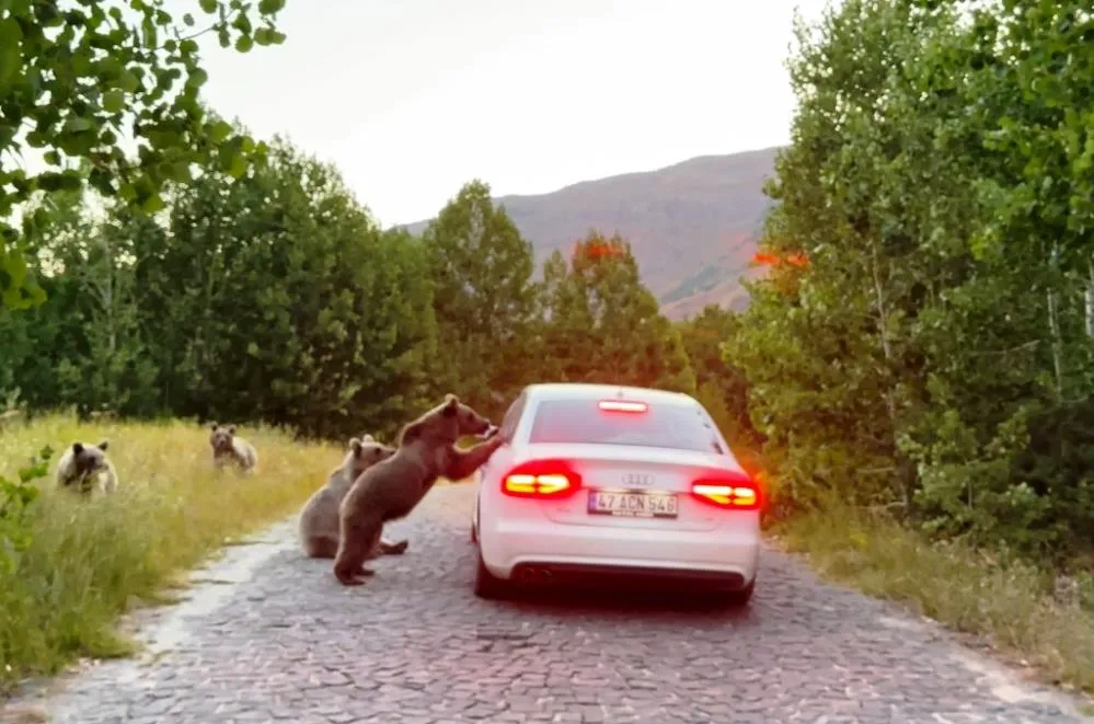 Nemrut’taki ayılar bu kez de araçların yolunu kesti