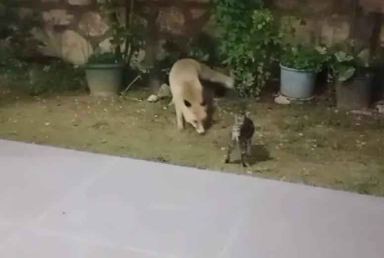 Tilkiler, kedilerle bir arada besleniyor
