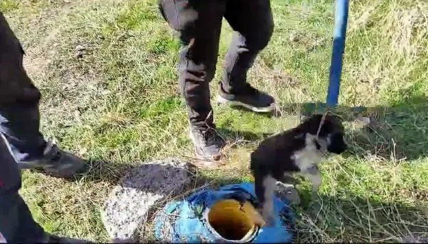 Sondaj kuyusuna düşen yavru köpek kurtarıldı