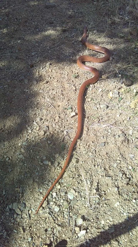  2,5 metre uzunluğundaki yılan korkuttu