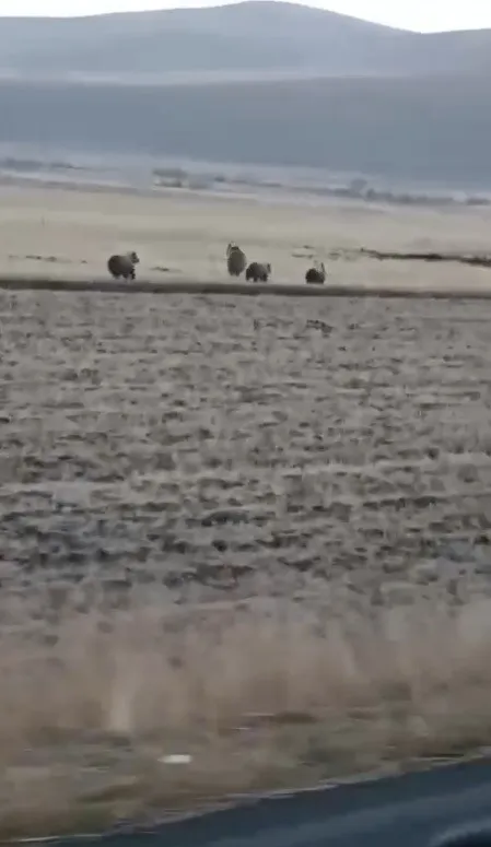 Kars’ta anne ve yavru ayılar köye indi