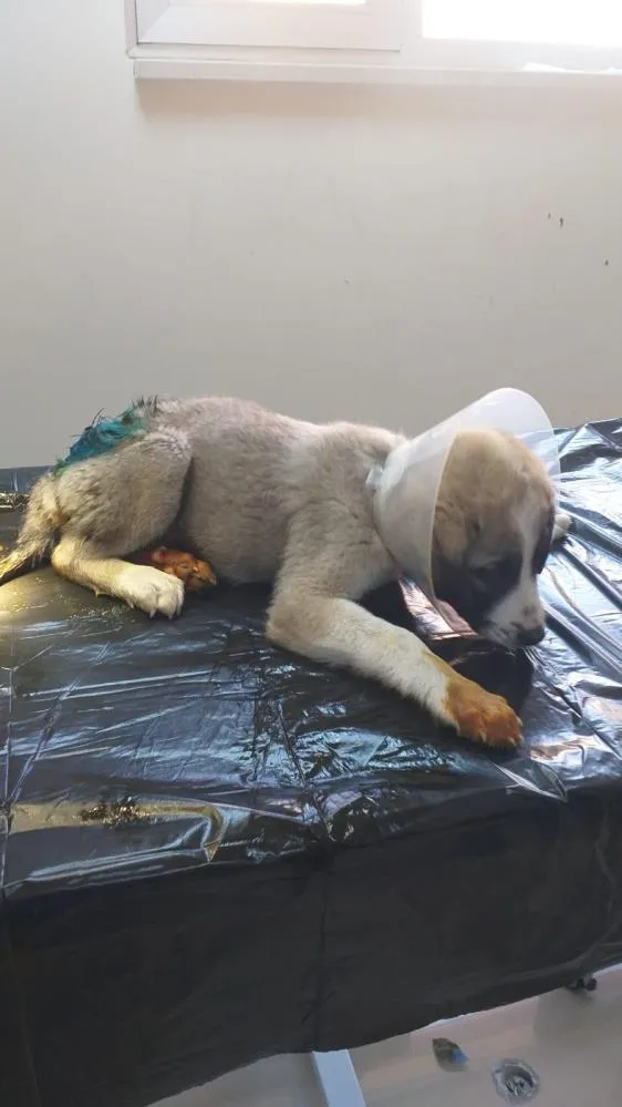 Yaralı yavru köpek tedavi altına alındı