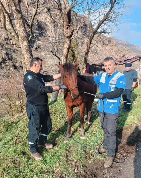 Kurtların saldırdığı at tedavi edildi