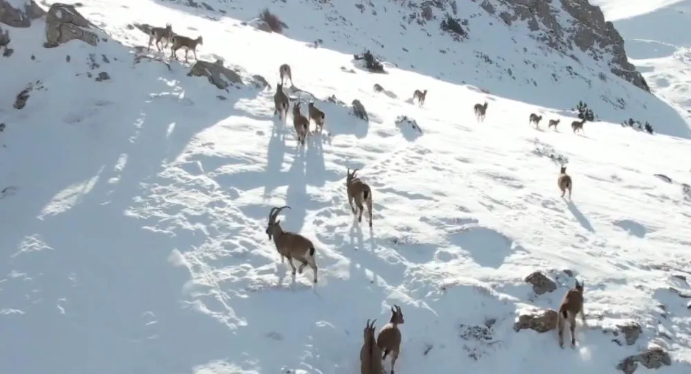 Yaban keçilerinin belgesel tadında görüntüleri