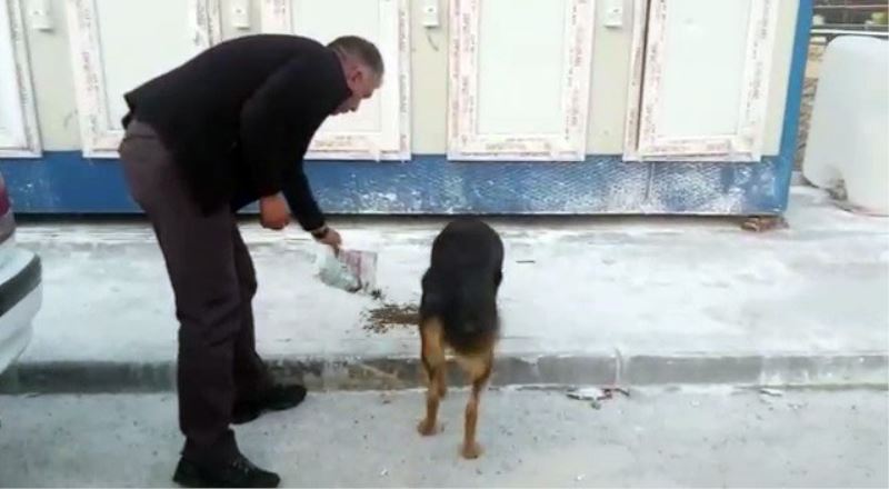 Erzurum Valiliği deprem bölgesindeki sokak hayvanlarını unutmadı

