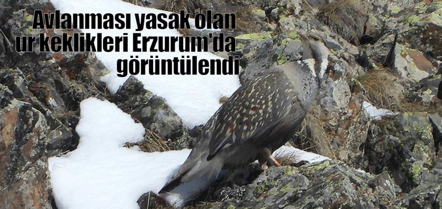 UR keklikleri Erzurum