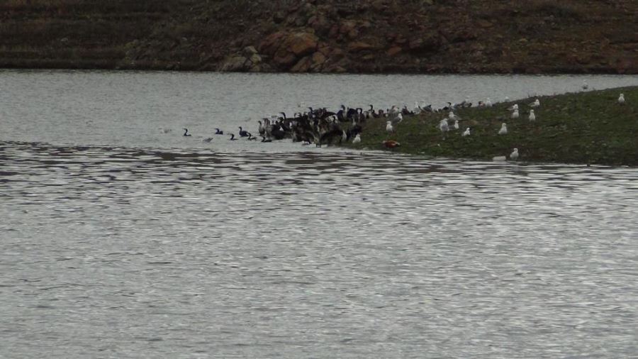 Kars’ta baraj gölü yaban kuşlarını ağırlıyor