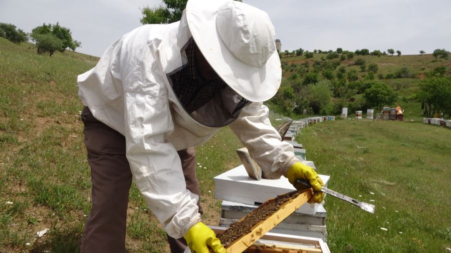 Elazığ Arı Yetiştiricileri Birliği Başkanı Canbay: “Ekolojik dengede en önemli unsur arıdır”