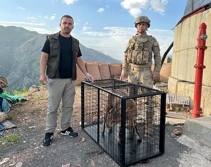 Tunceli’de yaralı bulunan dağ keçisi koruma altına alındı