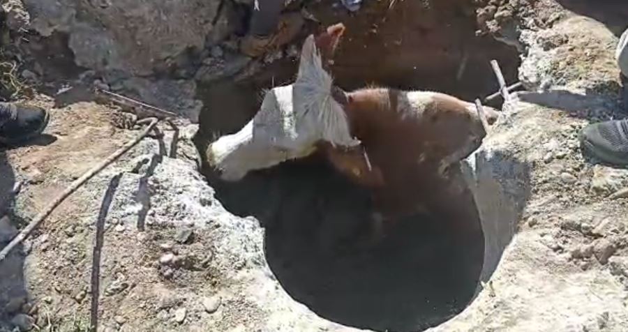 Muş’ta kapağı çalınan menhole düşen inek 2 saatlik çalışma sonucu kurtarıldı