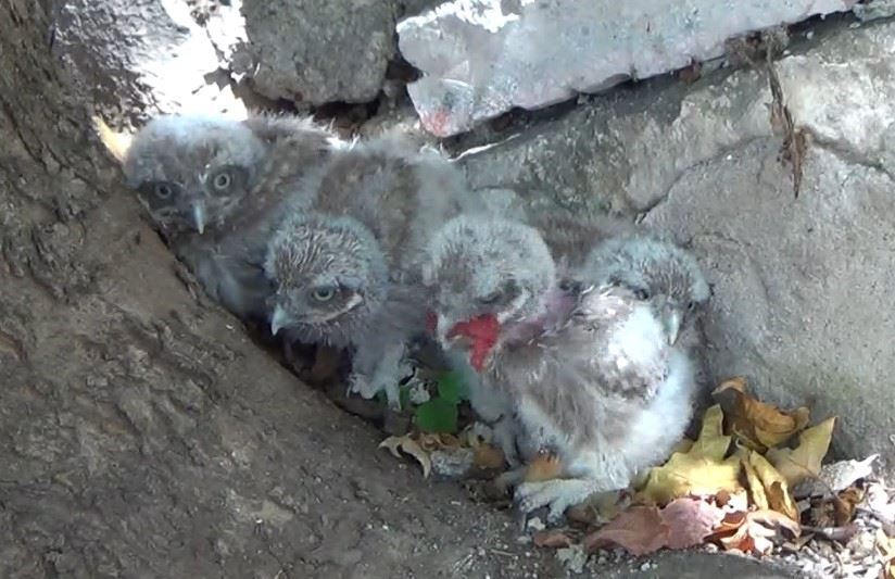 Tunceli’de annelerinin terk ettiği yavru baykuşlar koruma altına alındı