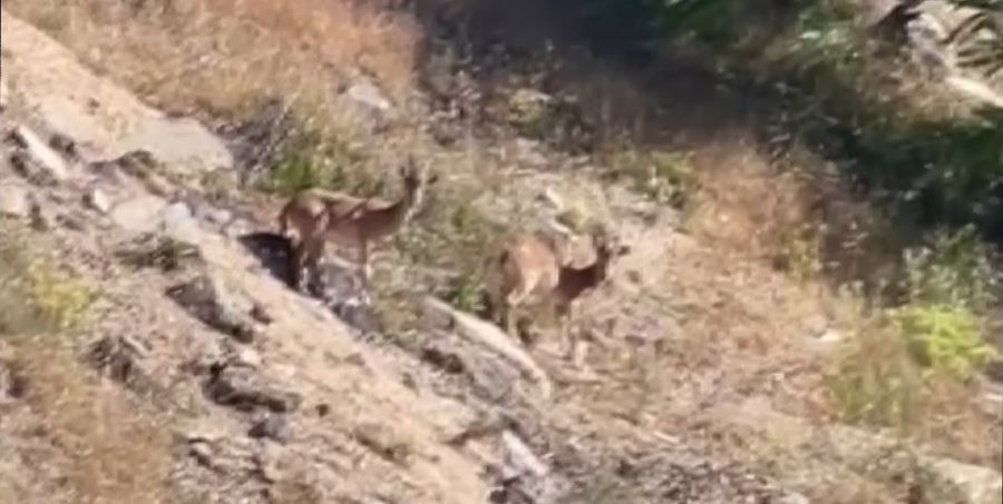 Elazığ’da nesli tükenme tehlikesi altında olan dağ keçileri görüldü