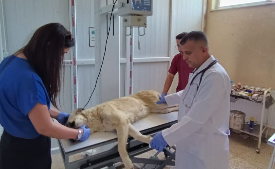 Boğazına kemik takılan kedi kurtarıldı