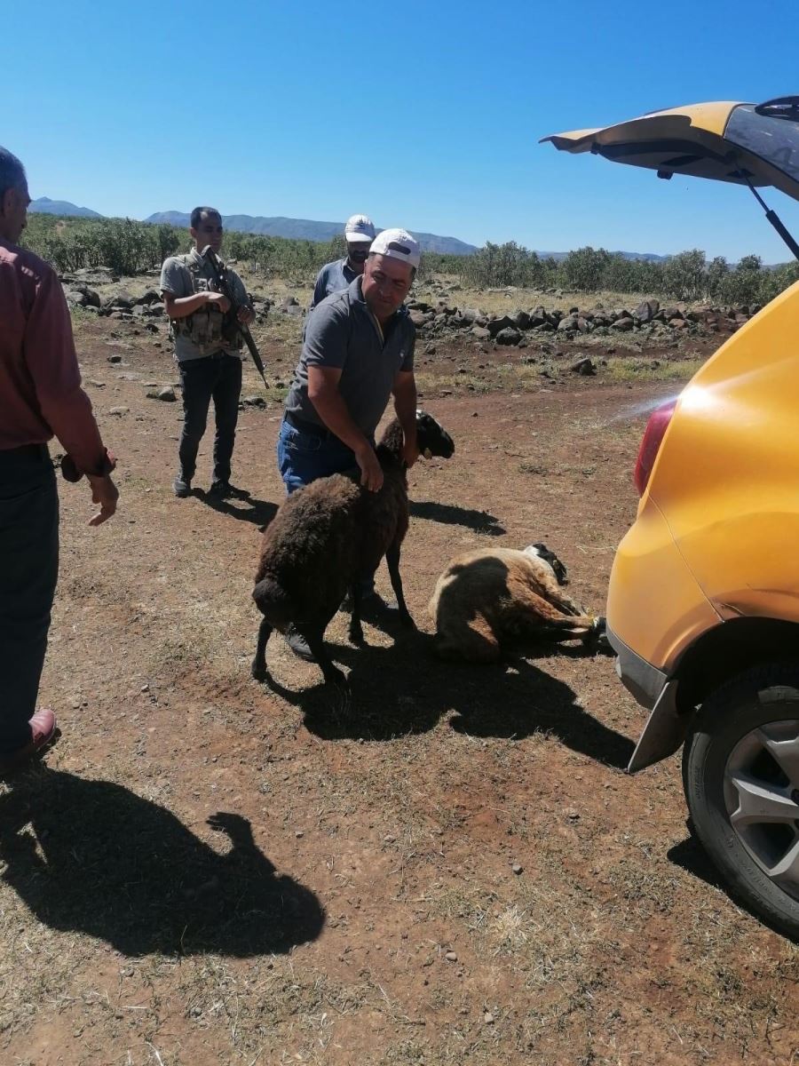Kesime giderken kaçan kurbanlık koyunları jandarma buldu