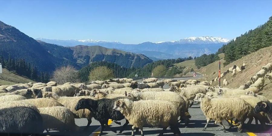 Koyunlar karayolunu trafiğe kapattı