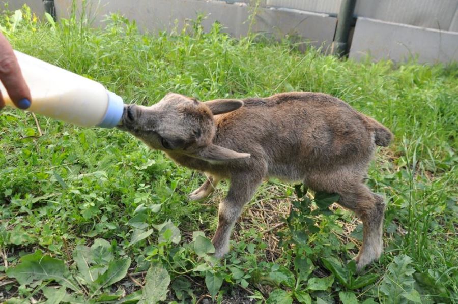  yavru yaban keçisi biberonla besleniyor