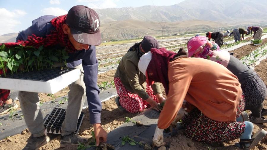  tarım işçileri çalışmayı sürdürüyor