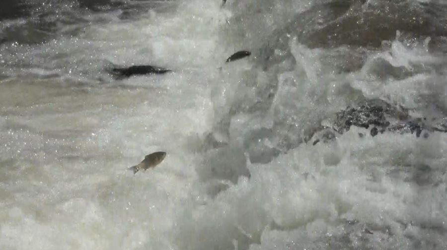 Kars’ta balıkların ölüm göçü sürüyor