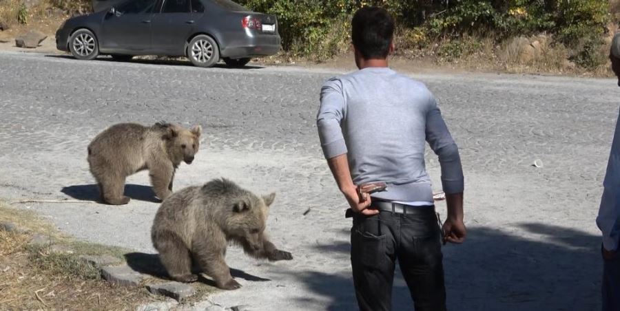 Bitlis’te ayılar kovaladı, vatandaşlar kaçtı