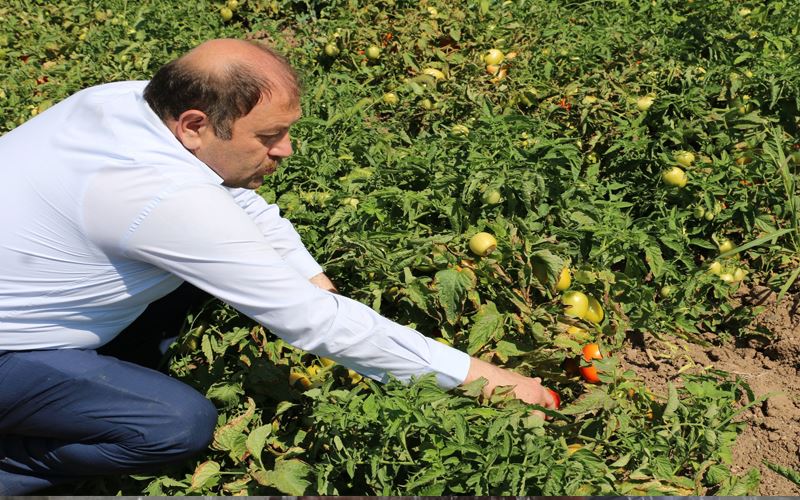 Erzincan’da sanayi tipi domates yetiştiriciliği gelişiyor