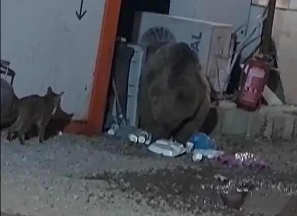  Kedinin ayıyla ekmek kavgası kameraya yansıdı