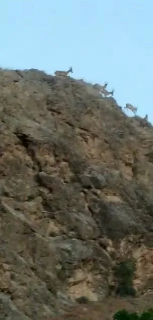 dağ keçileri tarihi ilçede görüntülendi