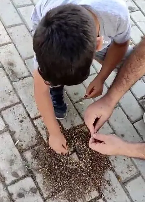  baba ve oğlu karıncaları elleri ile besledi