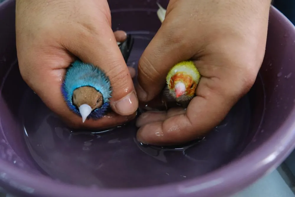 egzotik kuşlar günde 2 kez banyo yaptırılıyor