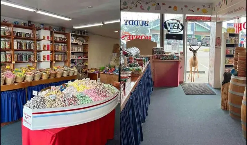 ABD’de meraklı geyik, şeker dükkanını bastı