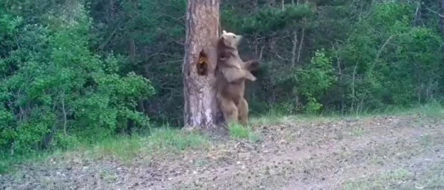boz ayıların ormanda dansı fotokapana yansıdı