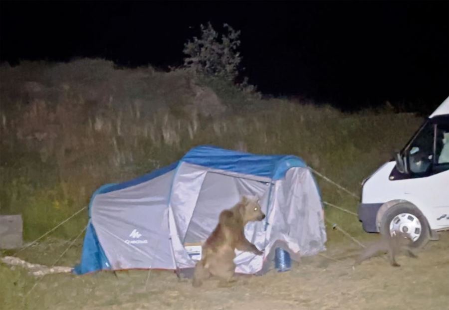  ayılar turistlerin çadırını parçaladı