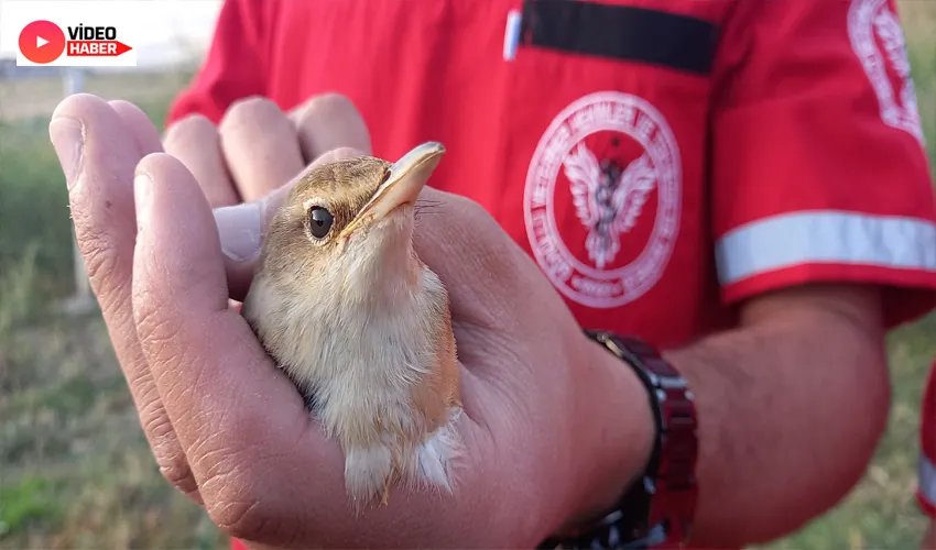 Kalp masajıyla hayata döndürülen minik kuş yeniden özgürlüğüne kavuştu