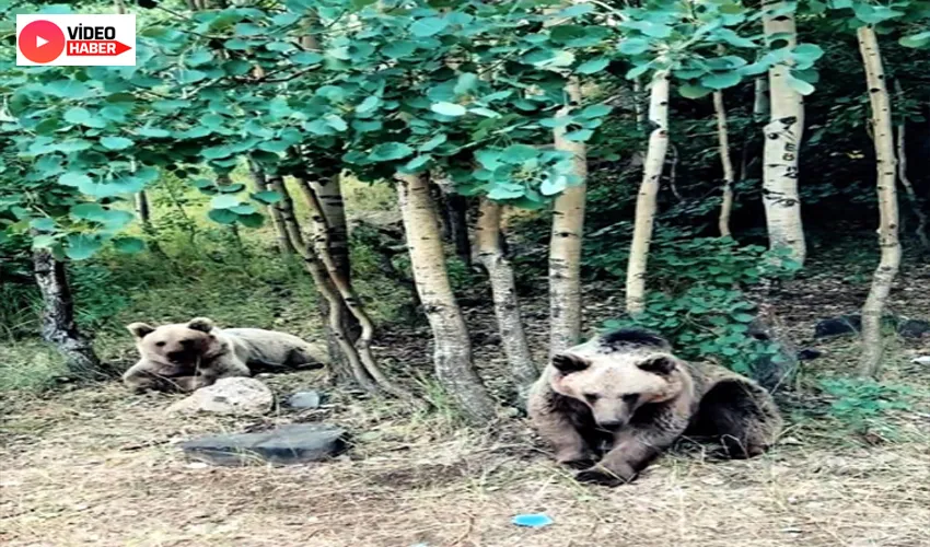 Nemrut’taki ayılar videosunu çeken kampçıya saldırdı
