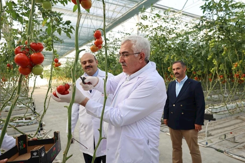 Milletvekili Öz’den domates hasadı