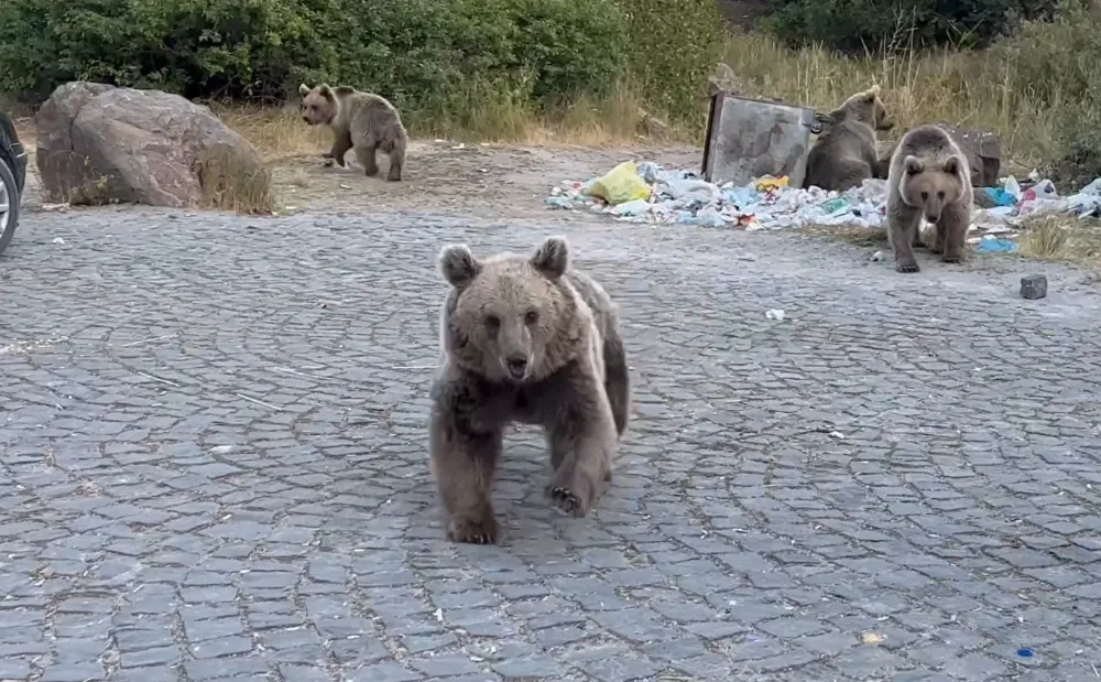Saldırgan ayıları çekme çabası