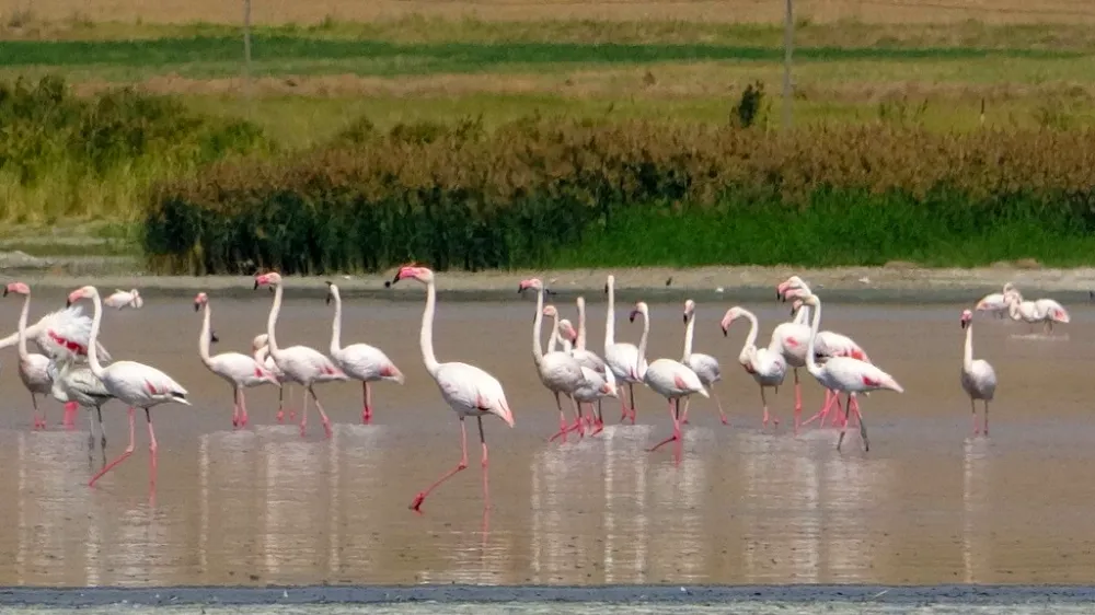 Flamingoların gözde mekanı