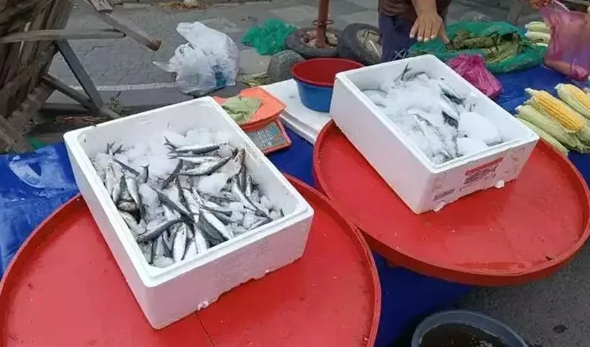 Balık fiyatlarında düşüş başladı