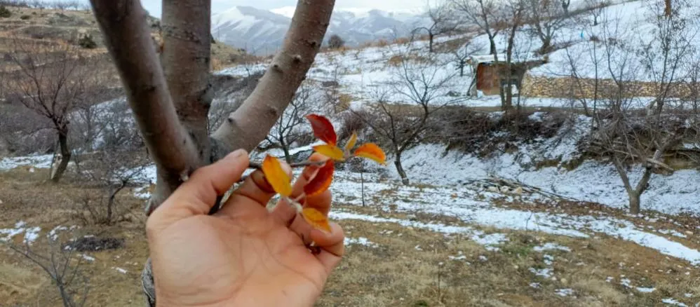 Elazığ’da elma ağacı mevsimleri şaşırdı